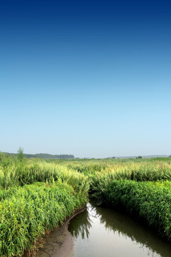 湿地 自然
