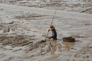 捞海瓜子的人