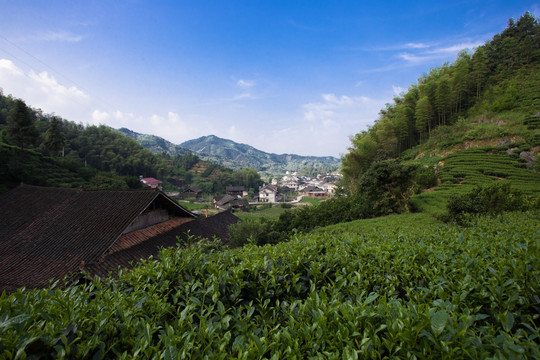 茶园
