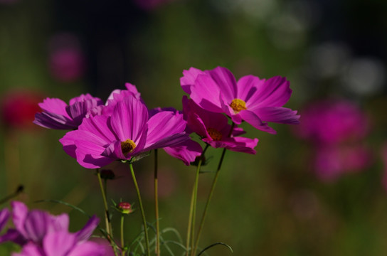 波斯菊
