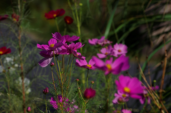 波斯菊