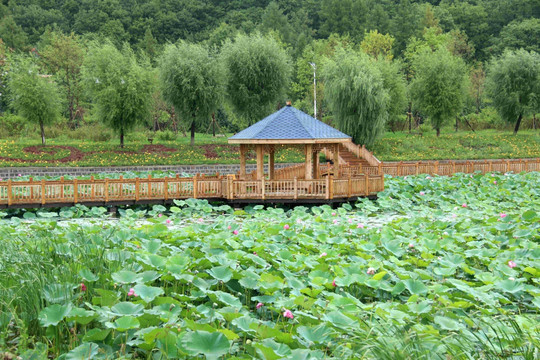 荷花池