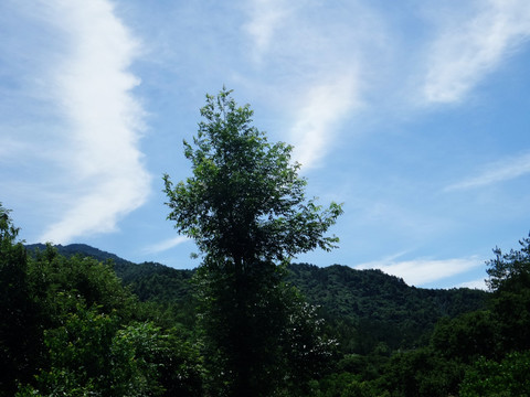 春天风景