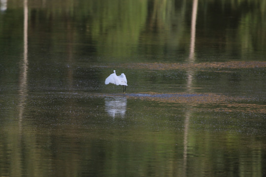 池塘鹭影