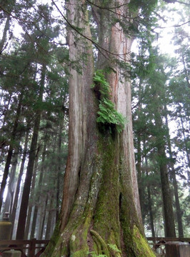 阿里山神木