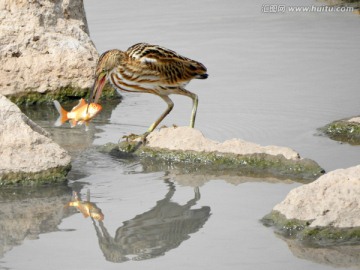 黄苇鳽