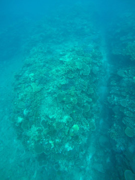 日本海底珊瑚
