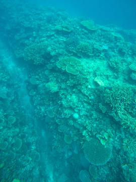 海底珊瑚景