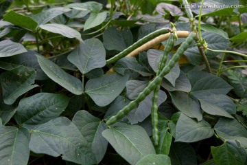 眉豆 婆豇豆