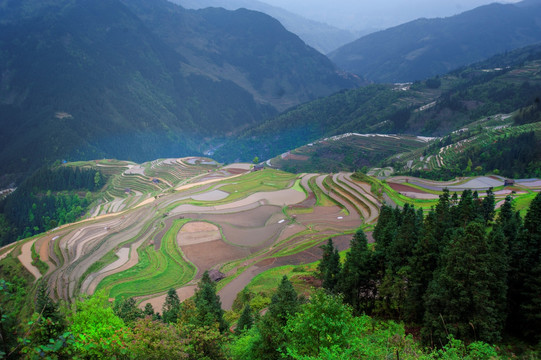 贵州黔东南加鸠梯田