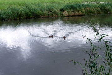 五大连池 芦苇 野鸭