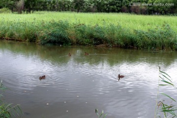 五大连池 芦苇 野鸭