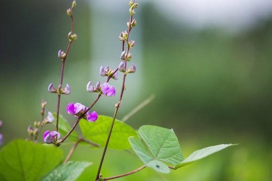 豆角花