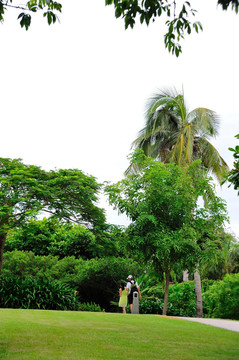 热带公园树林