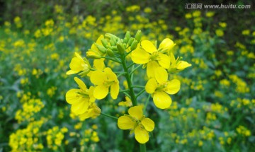 油菜花特写