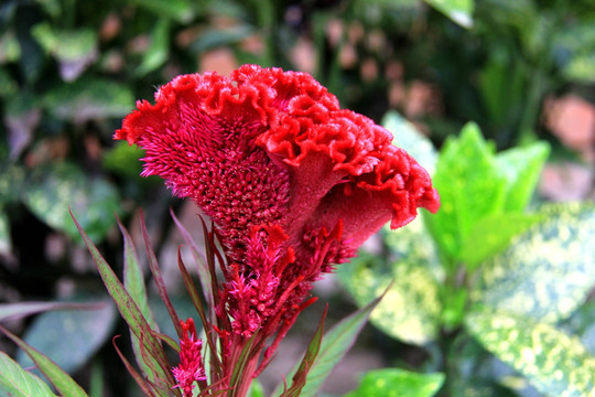 芦花鸡