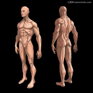男性肌肉图 手绘男性肌肉