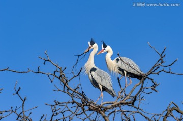 云南曲靖牙易里苍鹭