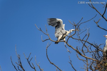 云南曲靖牙易里苍鹭