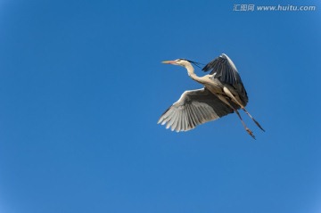 云南曲靖牙易里苍鹭