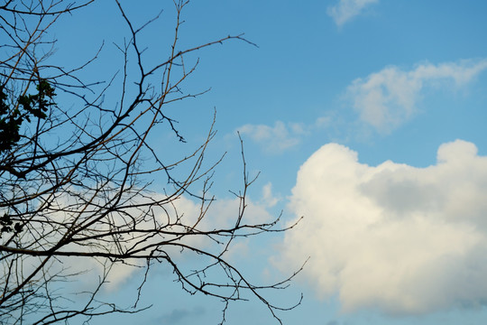 蓝天白云树枝