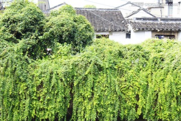 平江路 古建筑 苏州