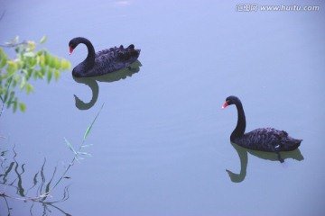 黑天鹅