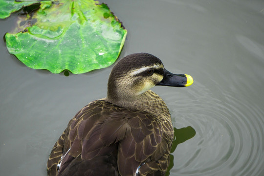 野鸭