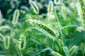 狗尾巴草