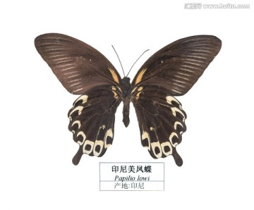 印尼美凤蝶