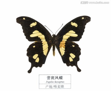 喀麦隆蕾斑凤蝶