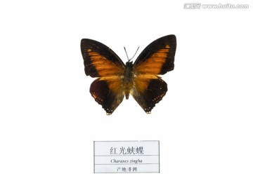 非洲红光蛱蝶