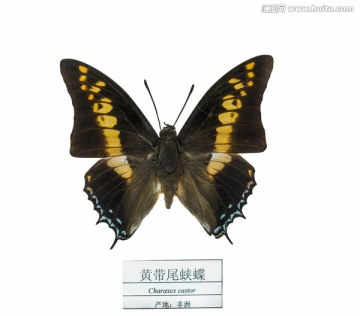 非洲黄带尾蛱蝶