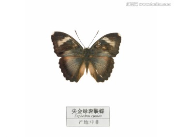 中非尖金绿斑蛱蝶