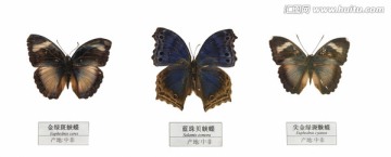 中非三只蝴蝶