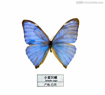 巴西小蓝闪蝶