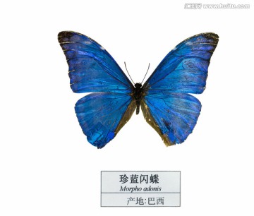 巴西珍蓝闪蝶