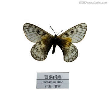 甘肃西猴绢蝶