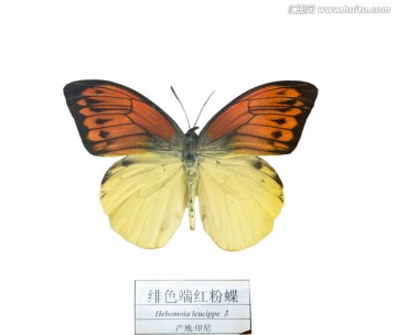 印尼绯色瑞红粉蝶