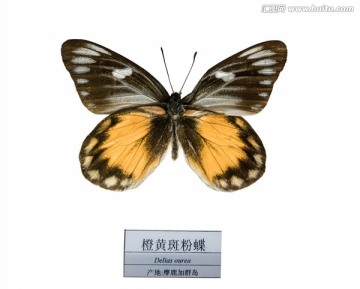 摩鹿加群岛橙黄斑粉蝶