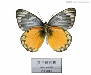 泰摩岛黄角斑粉蝶