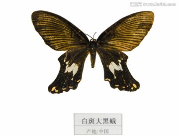 中国白斑大黑蛾