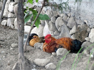 农村放养鸡