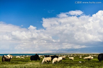青海的羊群