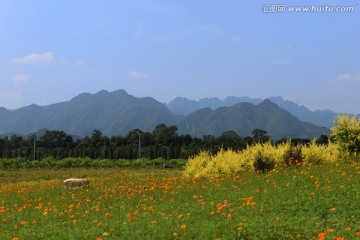 十三陵花海