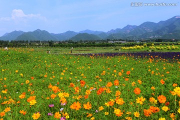 十三陵花海