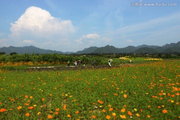 十三陵花海