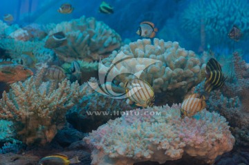 海底珊瑚 珊瑚鱼群