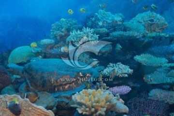 海底世界 珊瑚岛