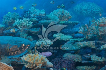 珊瑚生态 海底世界 海洋生物